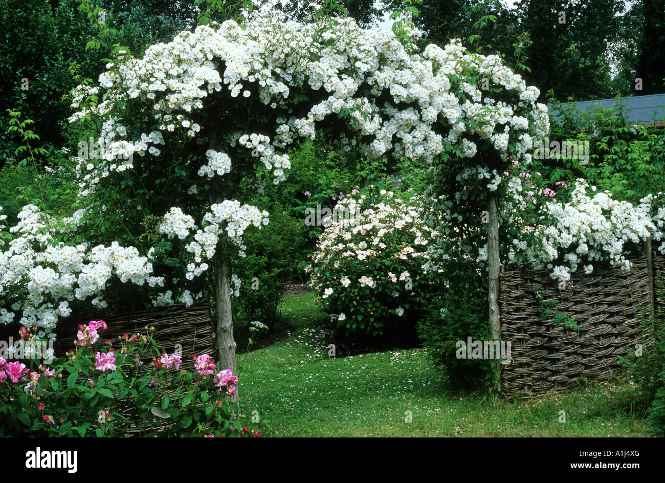 Rosa 'Rambling Rector', Mannington Hall, clôture de mimosa, fleurs blanches rosier grimpant arch, les plantes de jardin roses Banque D'Images