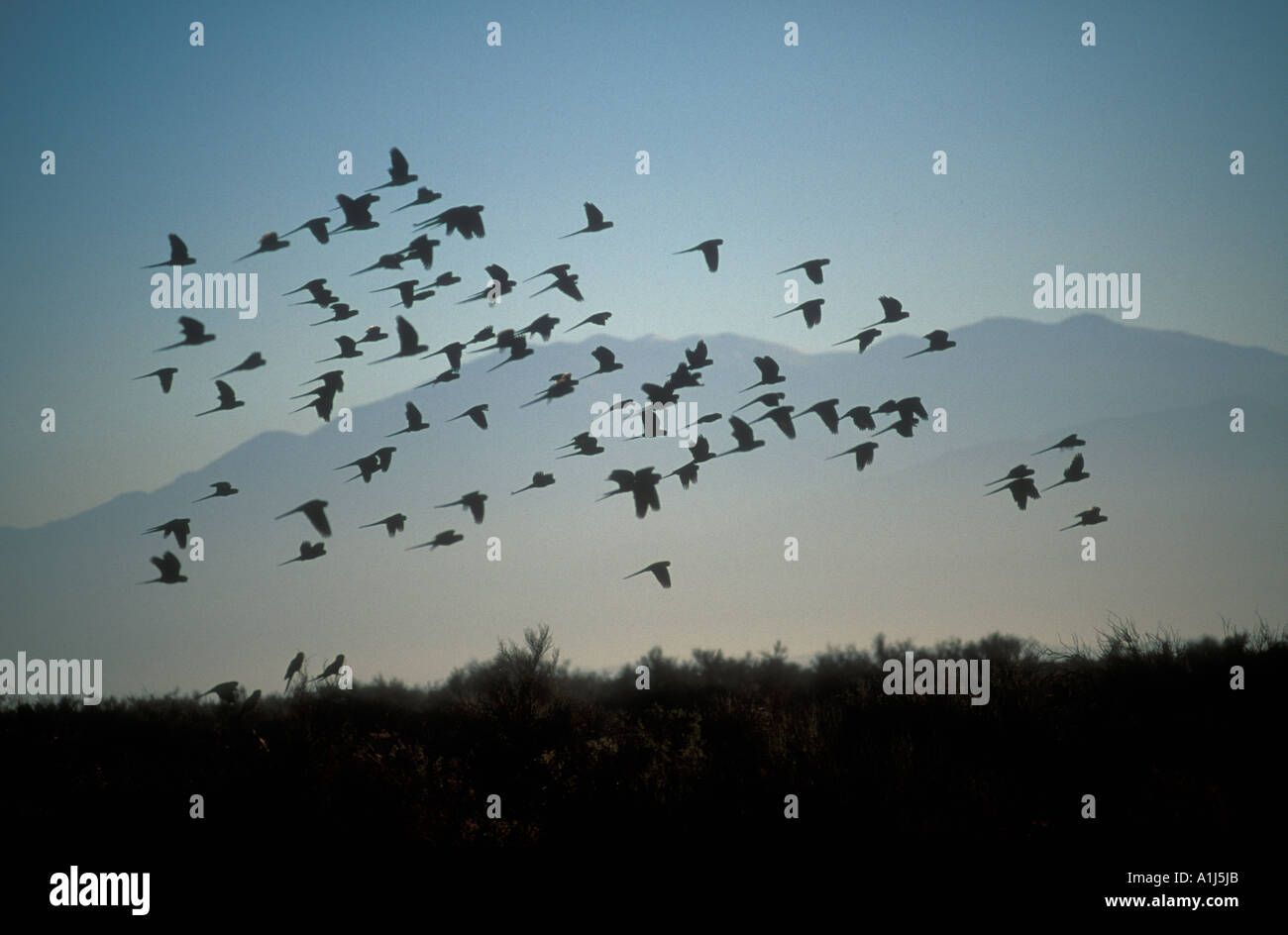 Troupeau d'oiseaux volant au Parc national Talampaya, La Rioja, Cuyo, Argentine Banque D'Images