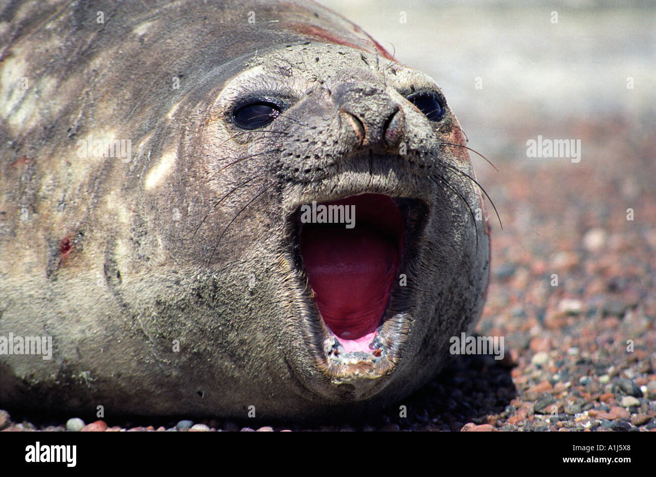 Éléphant de mer du sud (Mirounga leonina) Punta Delgada, Peninsula Valdes, Argentine Banque D'Images