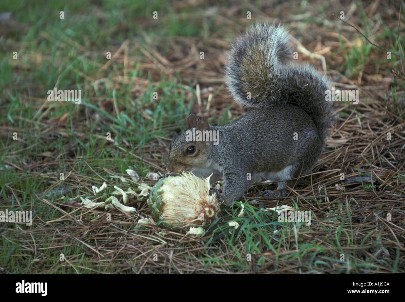 L'écureuil gris Sciurus carolinensis manger cône de pin Banque D'Images
