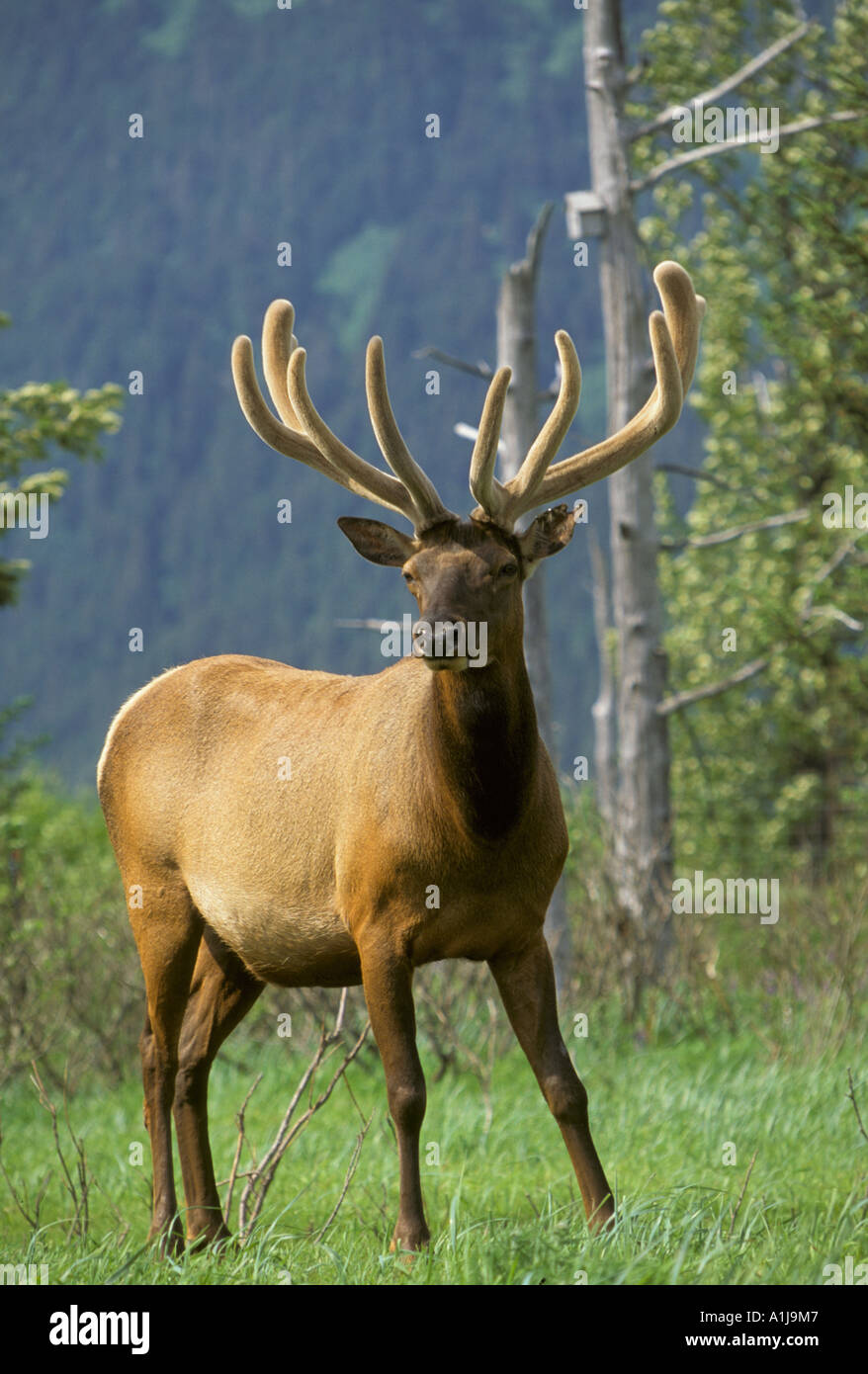 Wapiti Cervus elaphus canadensis debout dans du défrichement des terres forestières en velours - Canada Banque D'Images