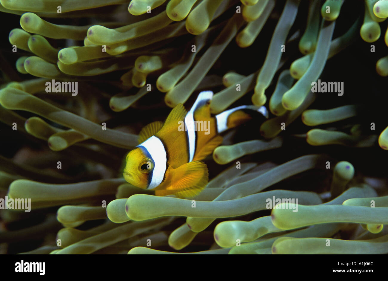 Poissons clowns Amphiprion Chrysogaster endémique à l'île Maurice et à la réunion Banque D'Images