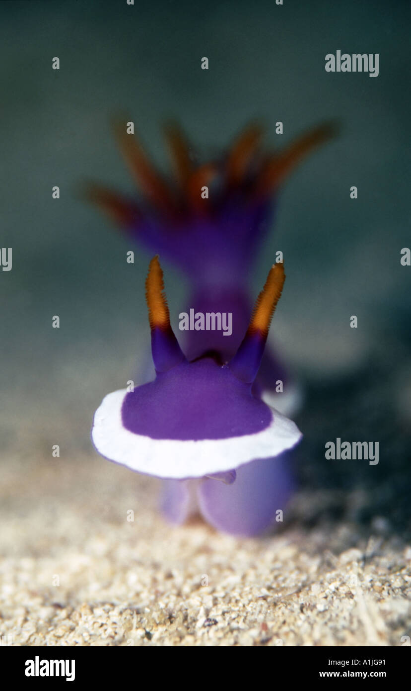 Un superbe tête-à-violet nudibranch Banque D'Images