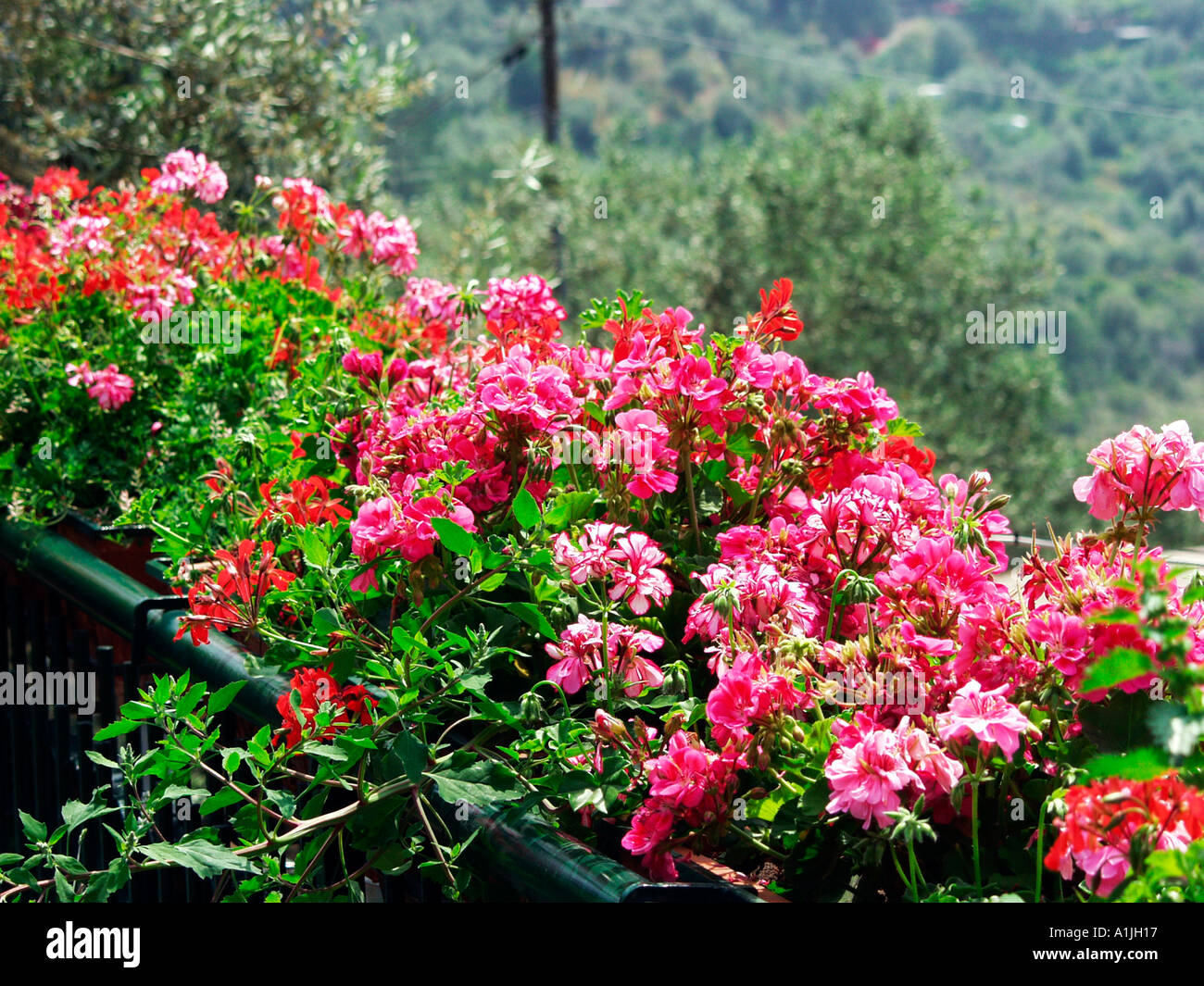 Profusion de géraniums pélargonium sur la terrasse du toit dans le sud de l'Italie Banque D'Images