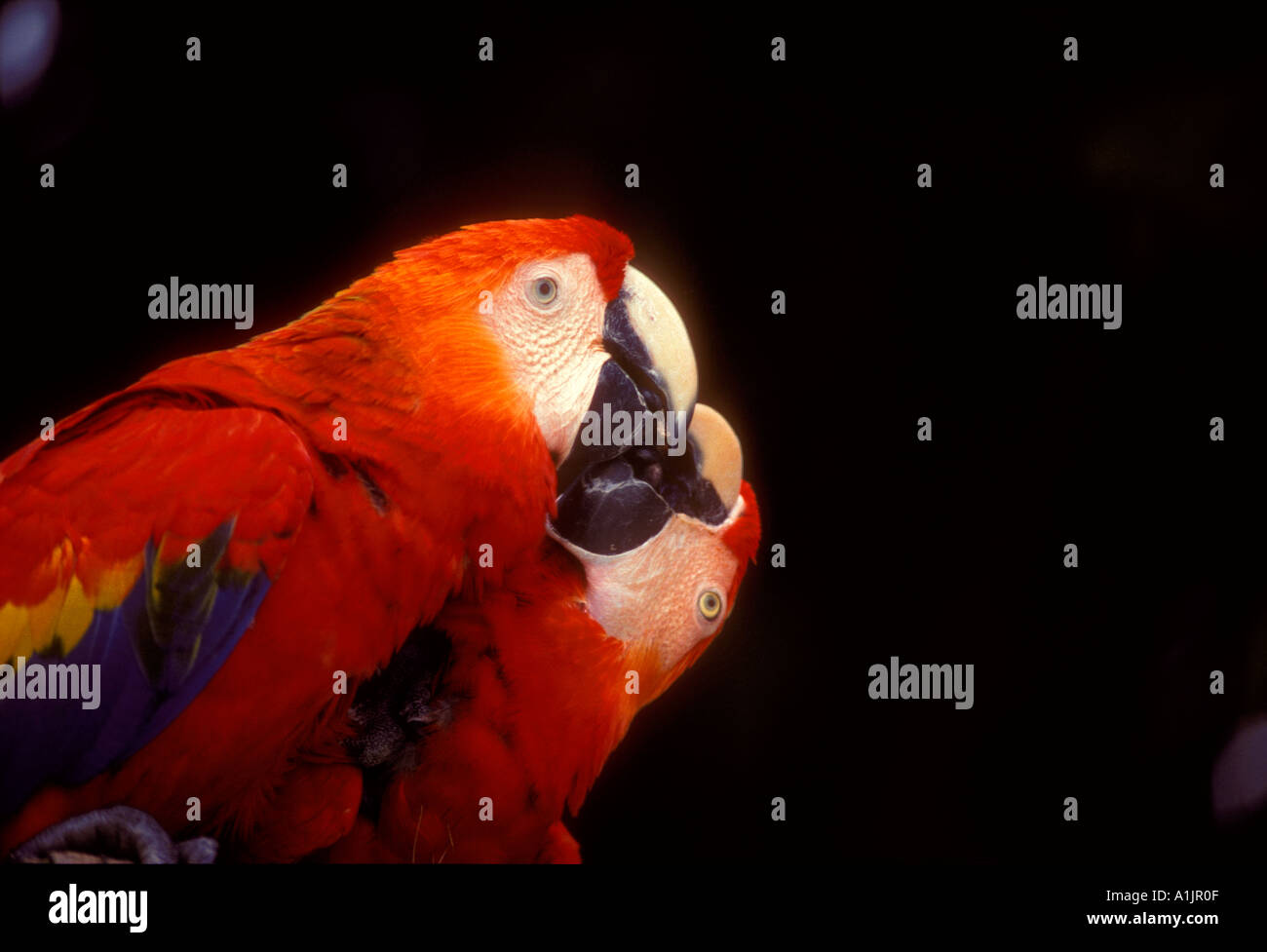 2, 2, Scarlet macaws, ara rouge, macaw, aras, oiseau, oiseaux, Brésil, Amérique du Sud Banque D'Images