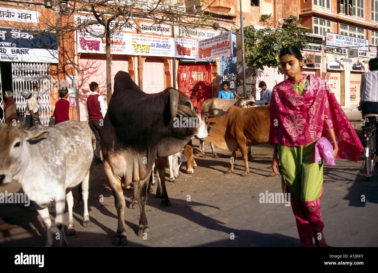 Jaipur Inde bovins dans la rue Banque D'Images