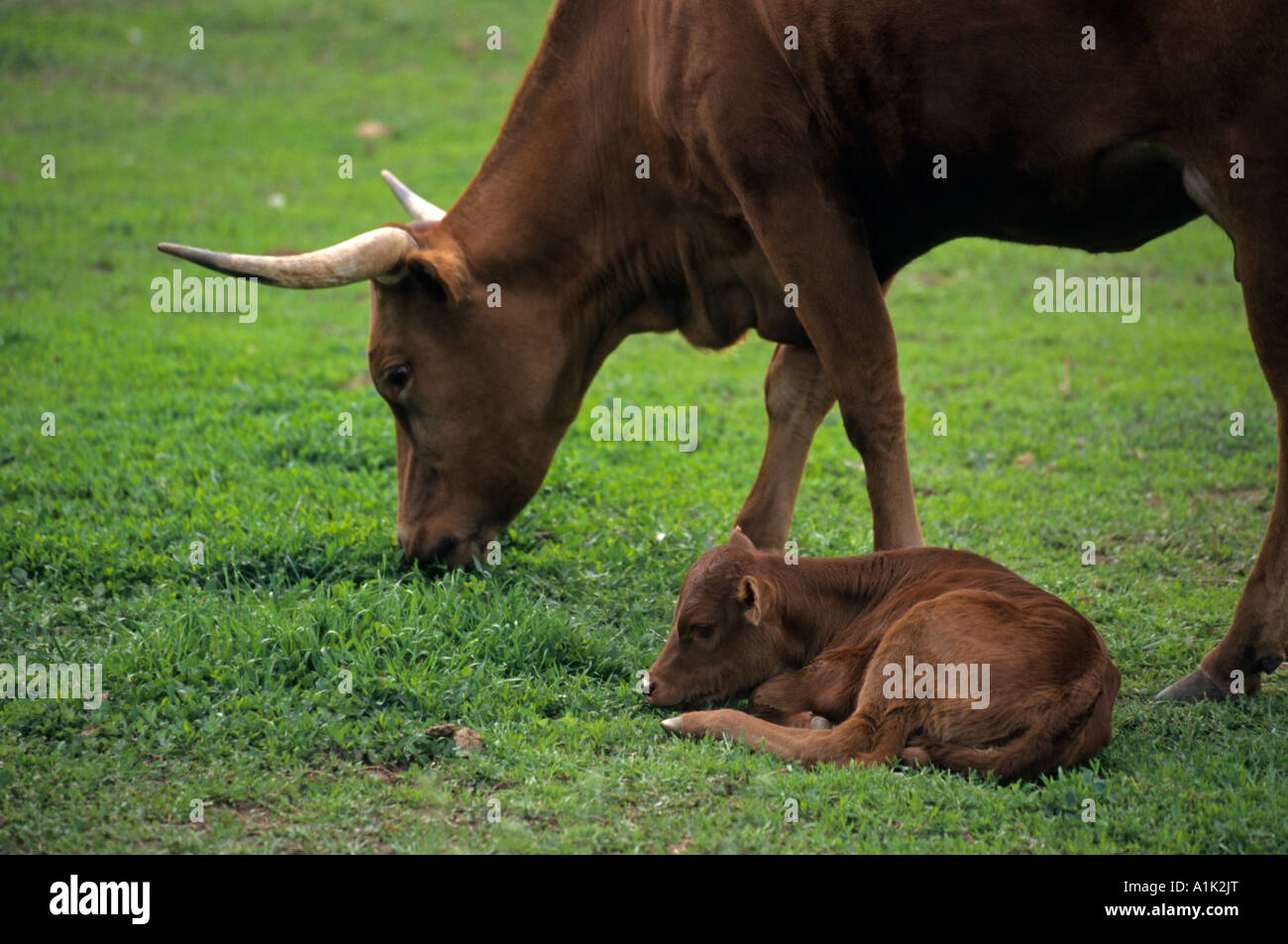 Vache mère broute tout en veau dort sur l'herbe à Littleton Historical Museum de Denver (Colorado USA Banque D'Images
