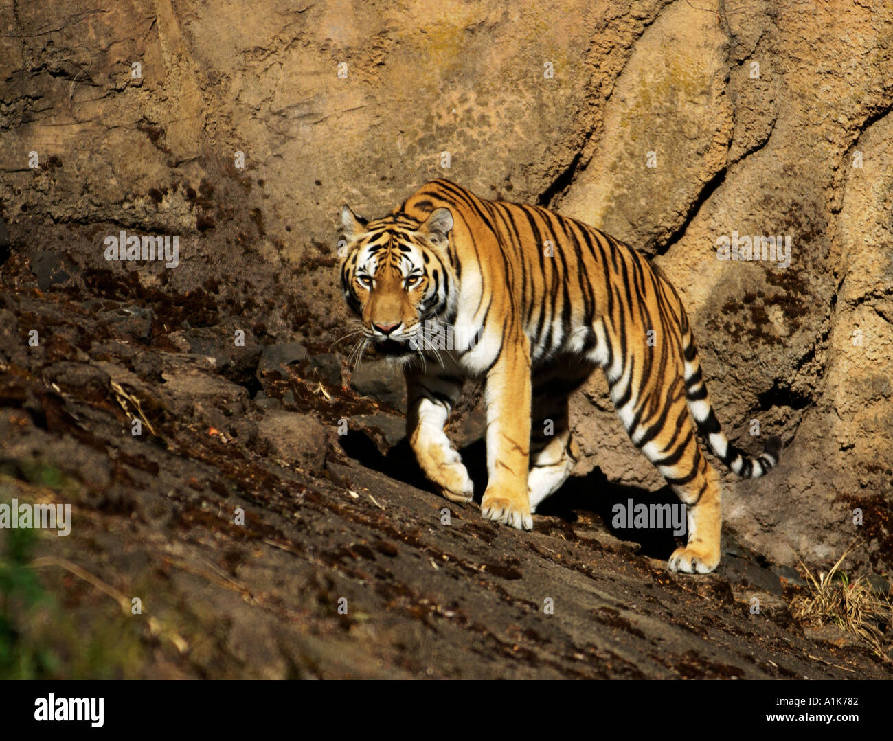 Siberian Tiger Tiger au zoo Banque D'Images