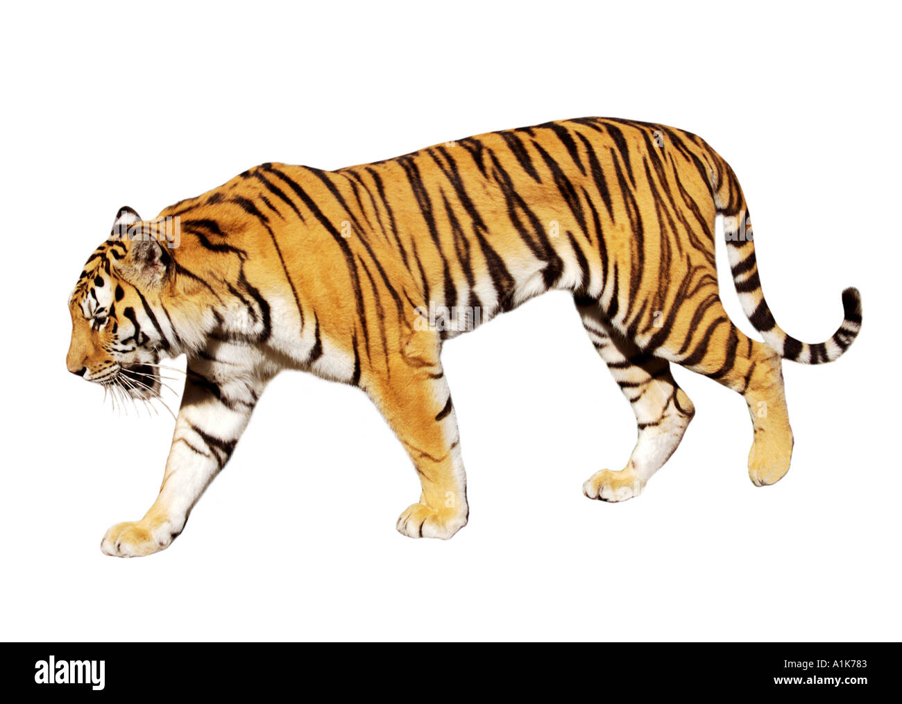 Tigre de Sibérie Amur Tiger Banque D'Images
