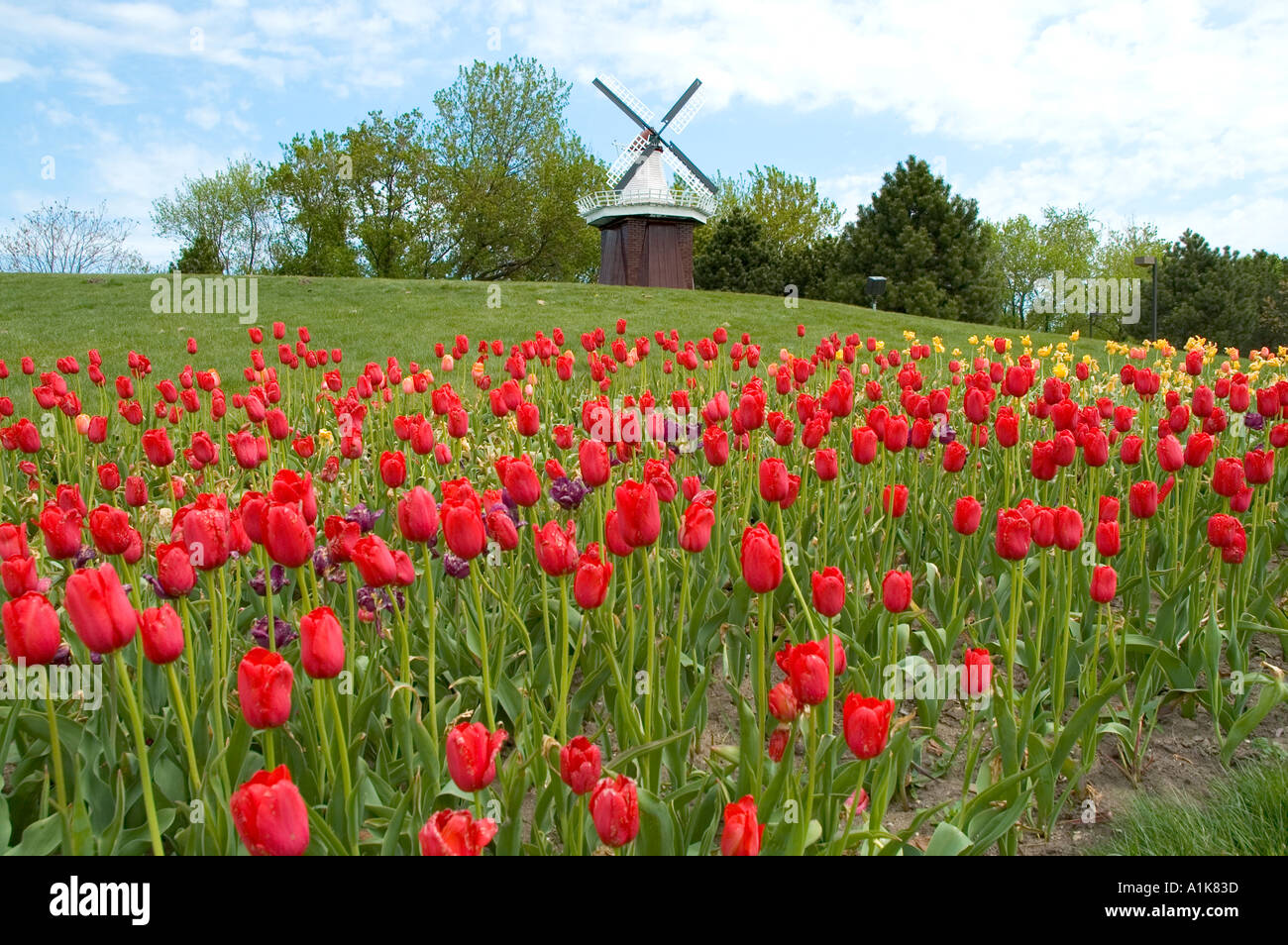 Holland Michigan Festival des tulipes Fleurs Tulipes et moulin Banque D'Images