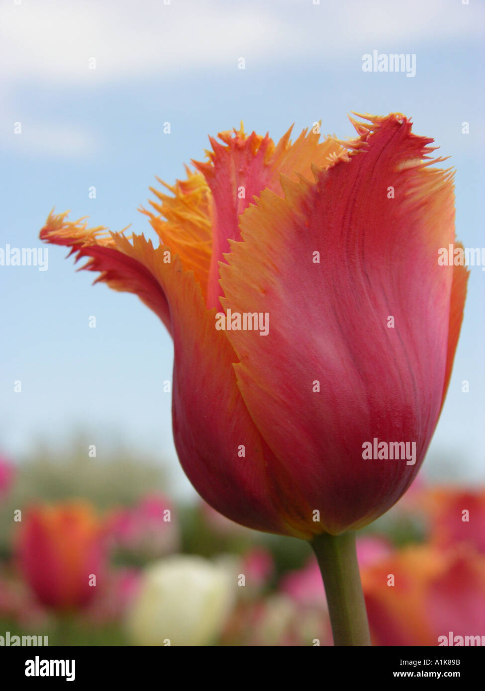 Holland Michigan Festival des tulipes Tulip Flower Gardens Banque D'Images