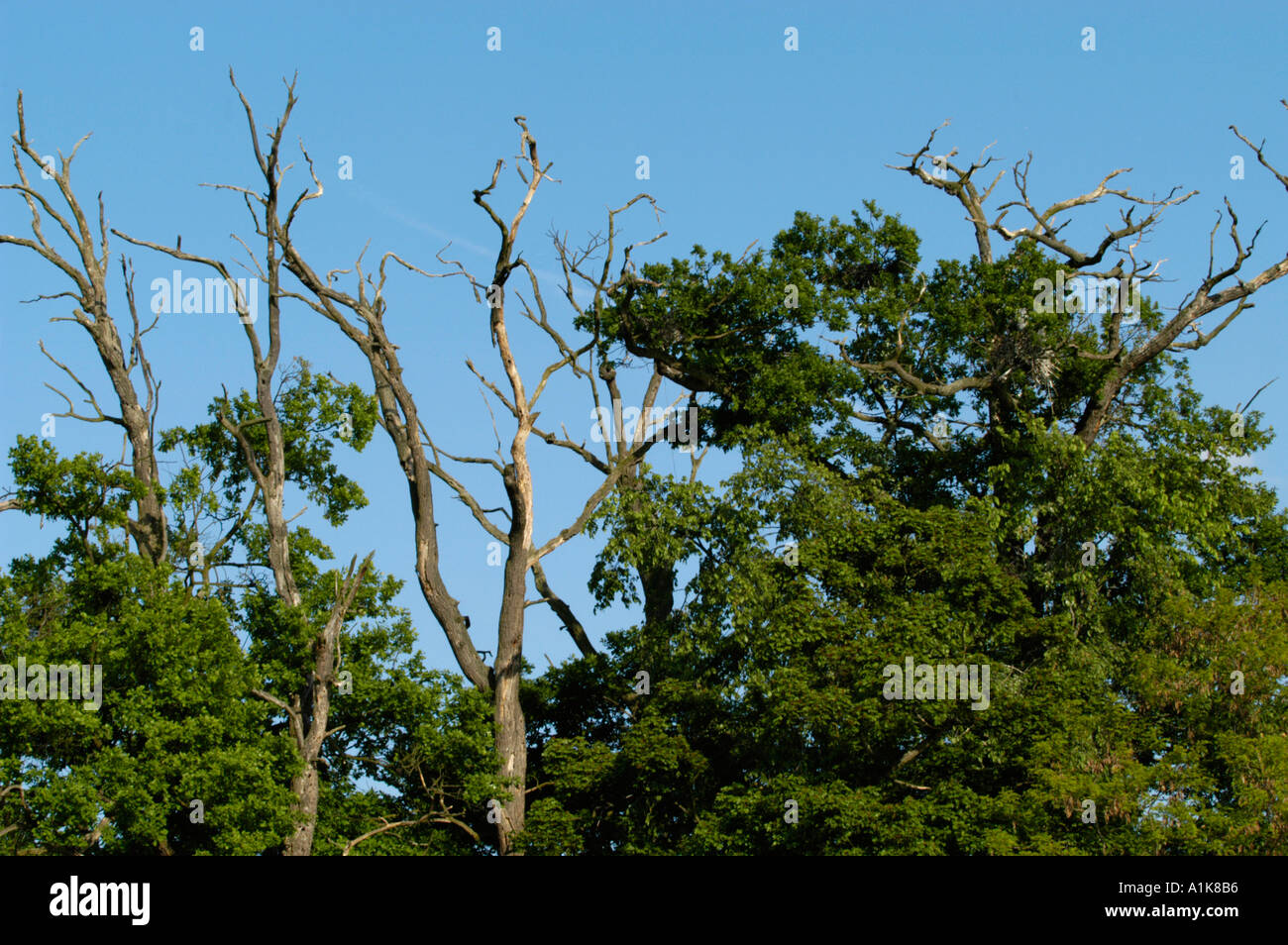 Branches, cimes des arbres Banque D'Images