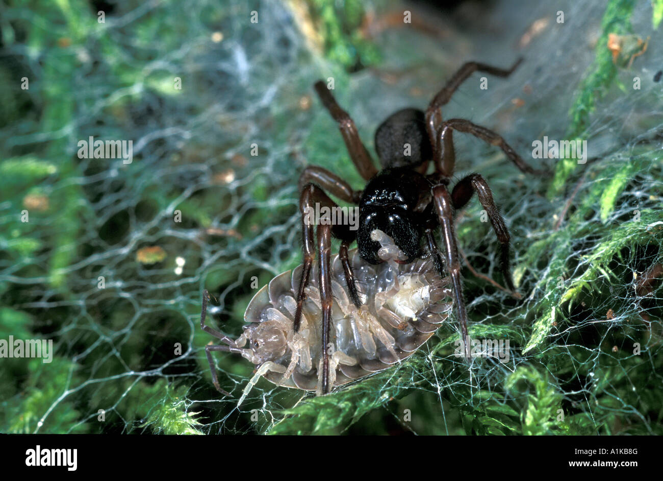 Coelotes terrestris (araignée) avec slater capturés Banque D'Images