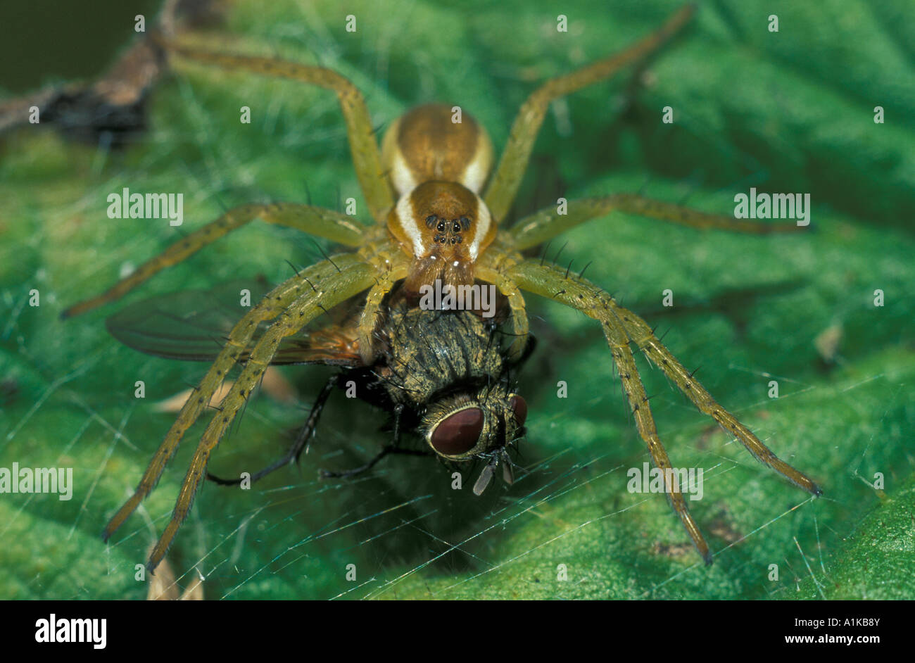 Araignées Dolomedes fimbriatus (pêche) avec capturé fly Banque D'Images