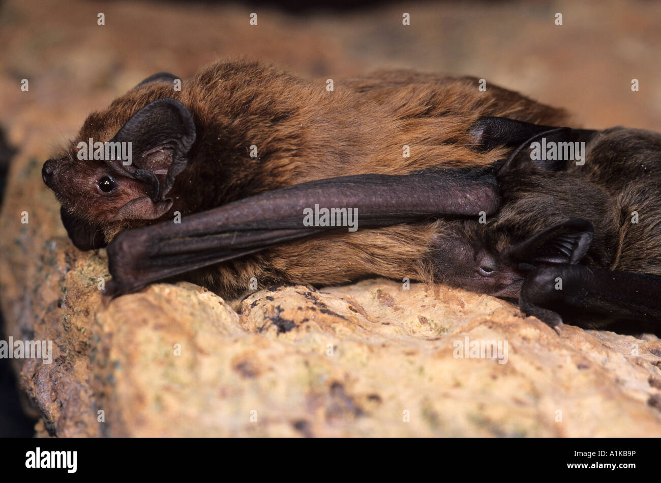 Leisler Nyctalus leisleri (la bat) avec suckling, captive juvénile Banque D'Images