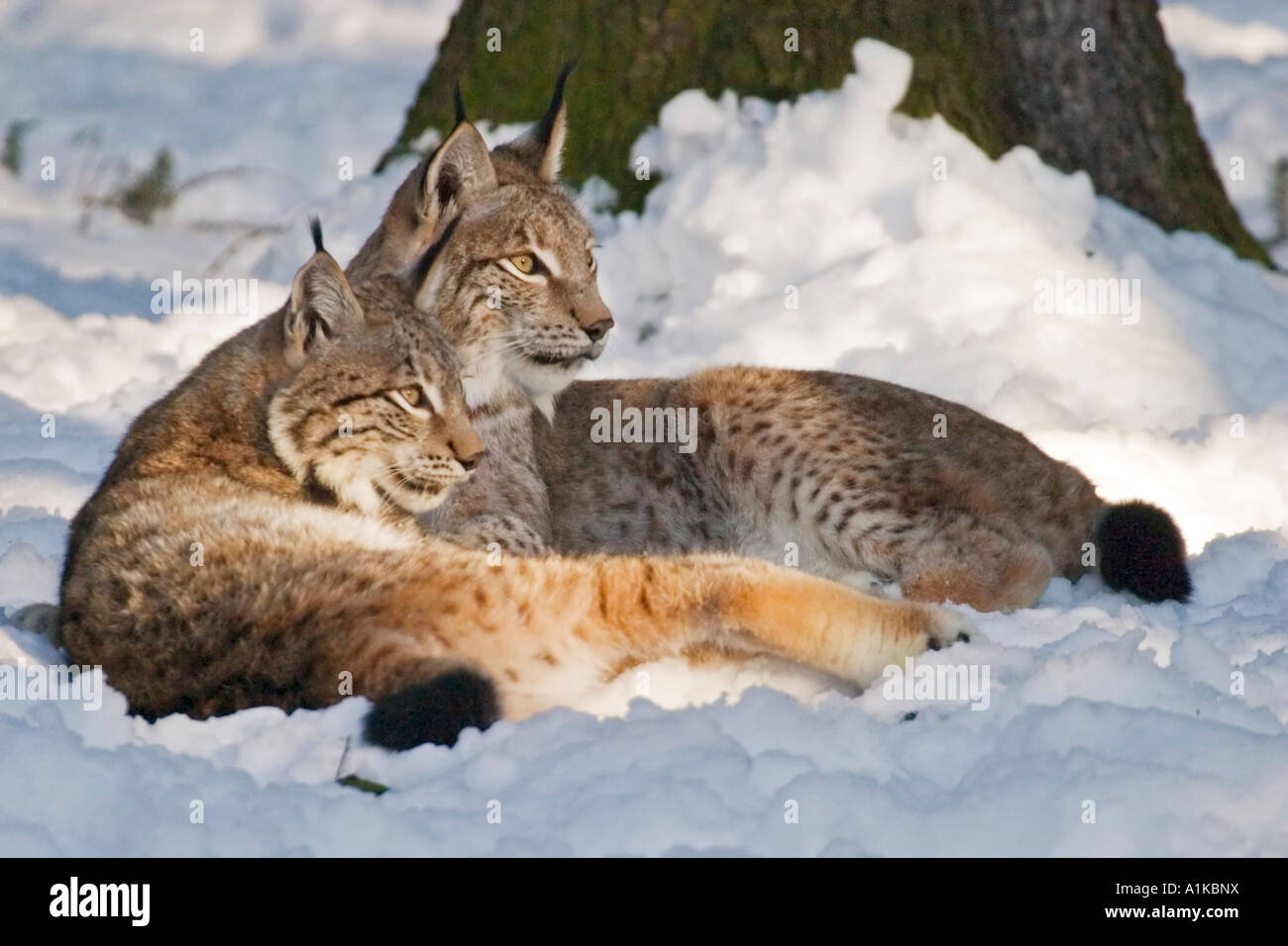 Dans snow lynx d'Europe (Lynx lynx) Banque D'Images