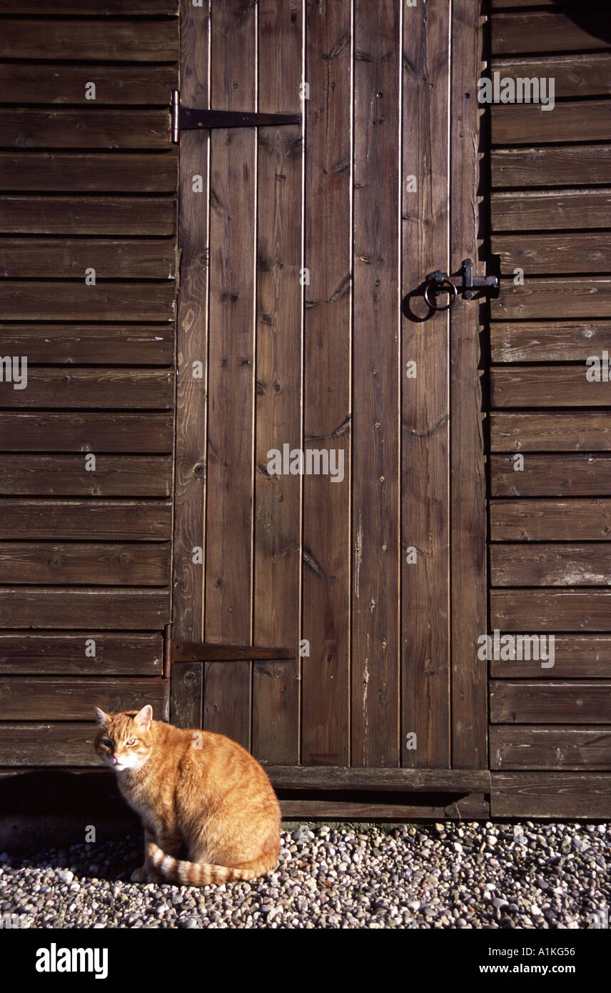 Chat de gingembre et abri de jardin Banque D'Images