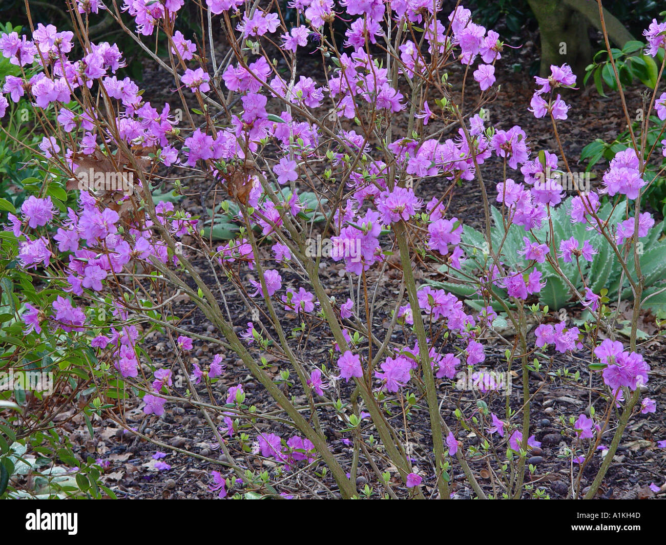Rhododendron dauricum floraison d'hiver au milieu de l'arbuste  feuilles  caduques Photo Stock - Alamy
