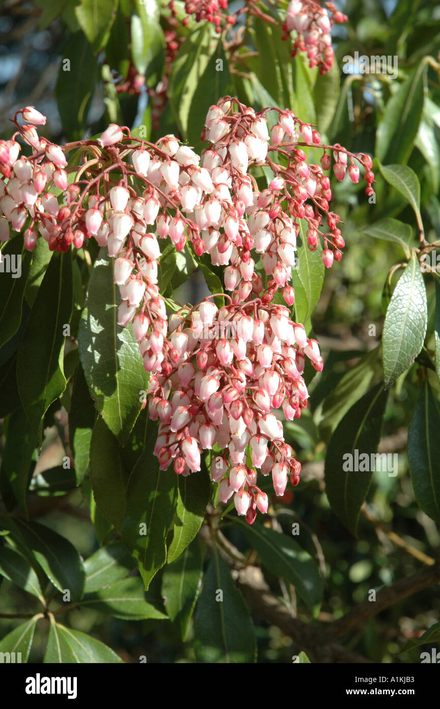 Pieris Valley Rose Arbuste à Fleurs à Feuillage Persistant