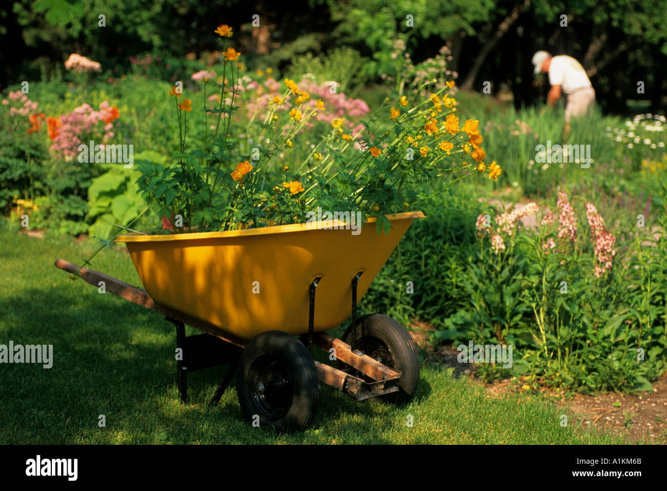 Brouette jaune rempli de fleurs dans un jardin en arrière-plan settingman raking Banque D'Images
