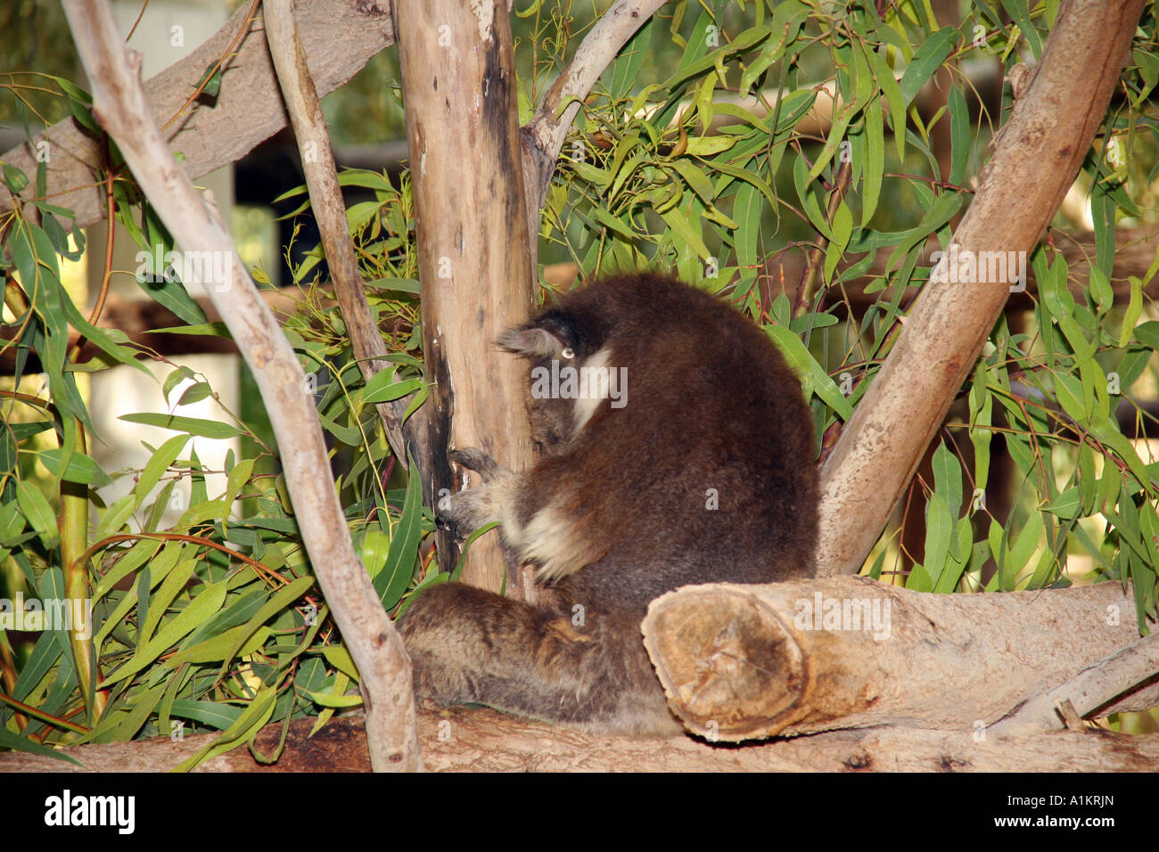 Koala dans un arbre d'eucalyptus dans un zoo Banque D'Images