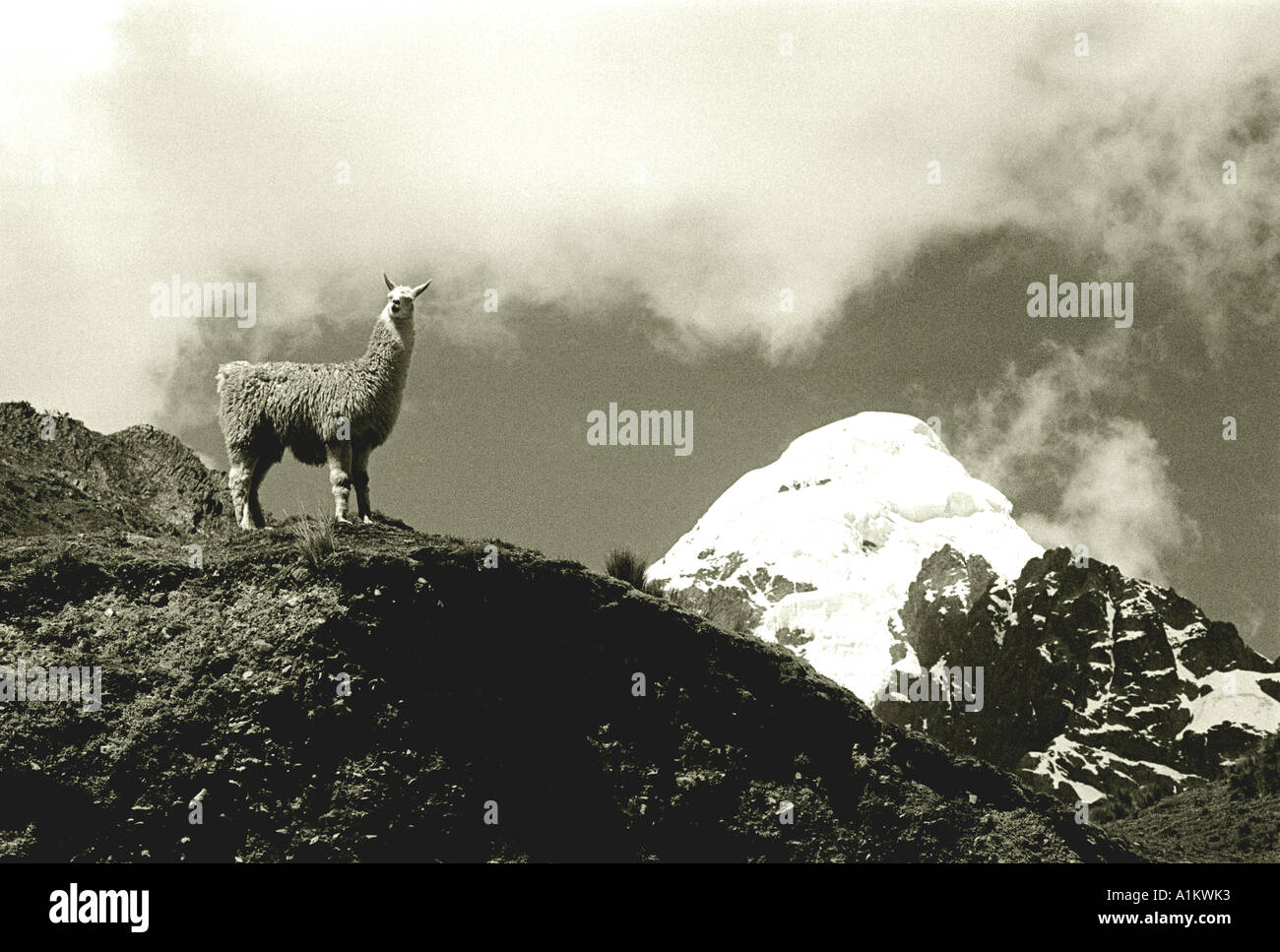 Un lama Perus haute altitude sur un cameloid lookout dans les Andes Banque D'Images