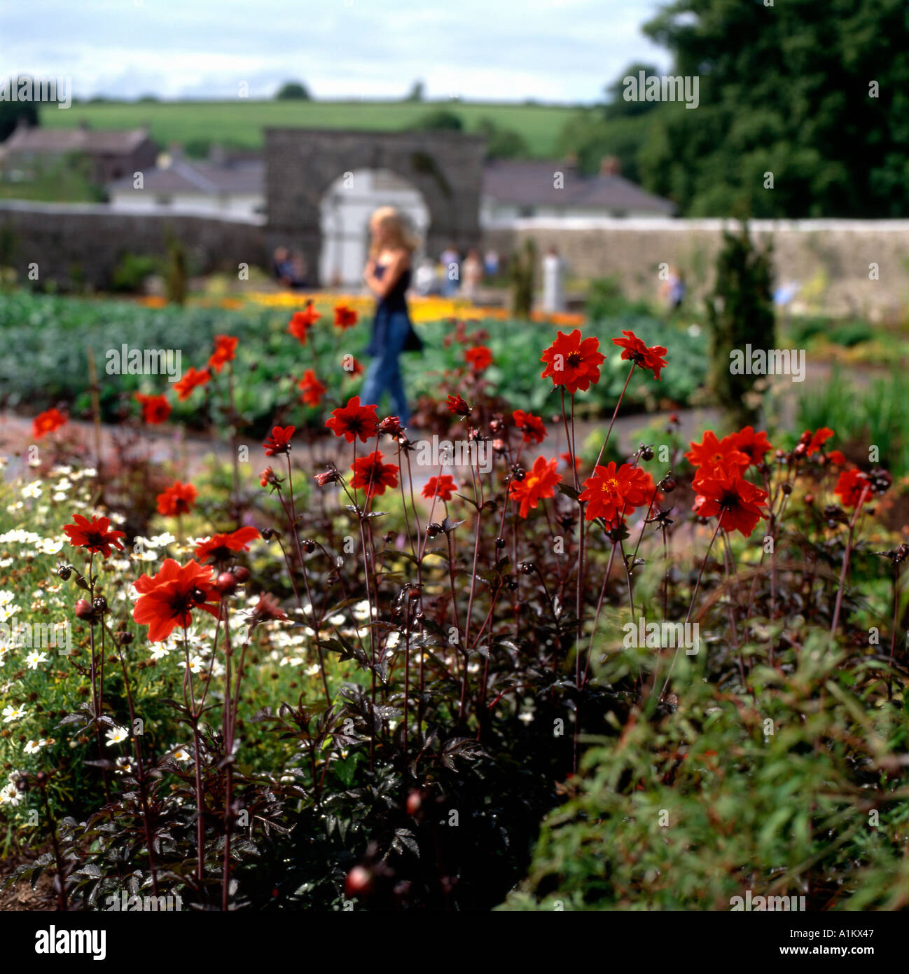 Dahlias rouge qui fleurit en août l'été dans le jardin à la Wallace Jardin Botanique National du Pays de Galles Carmarthenshire UK KATHY DEWITT Banque D'Images