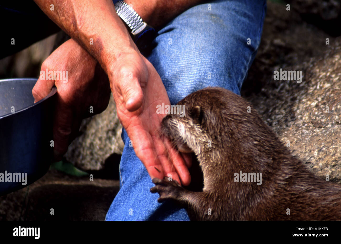 Otter en captivité d'être nourris à la main par keeper de bol en métal Banque D'Images