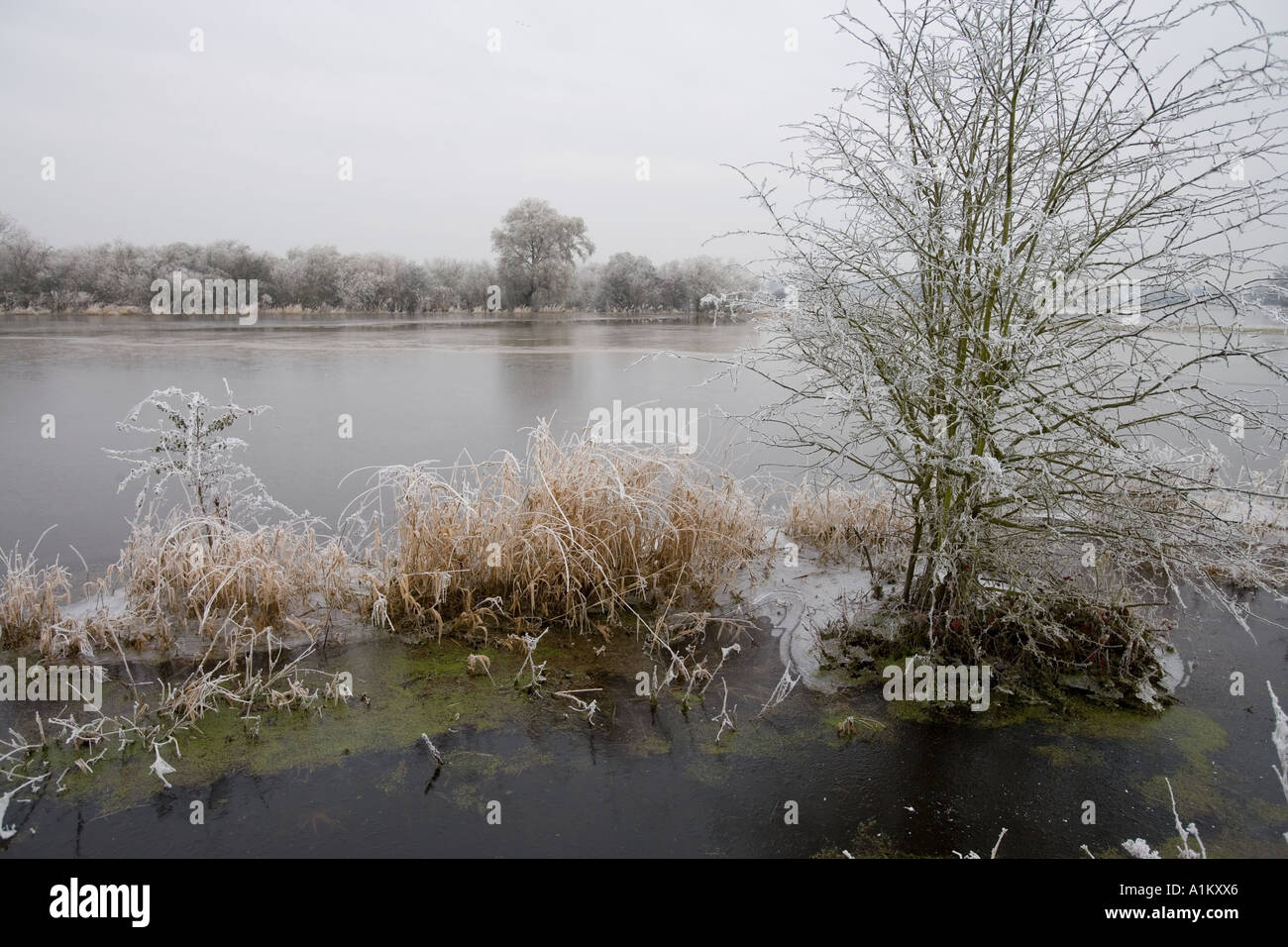 Les inondations d'hiver de prés au Coombe Hill Nature Reserve, Gloucestershire Wildlife Trust. Banque D'Images