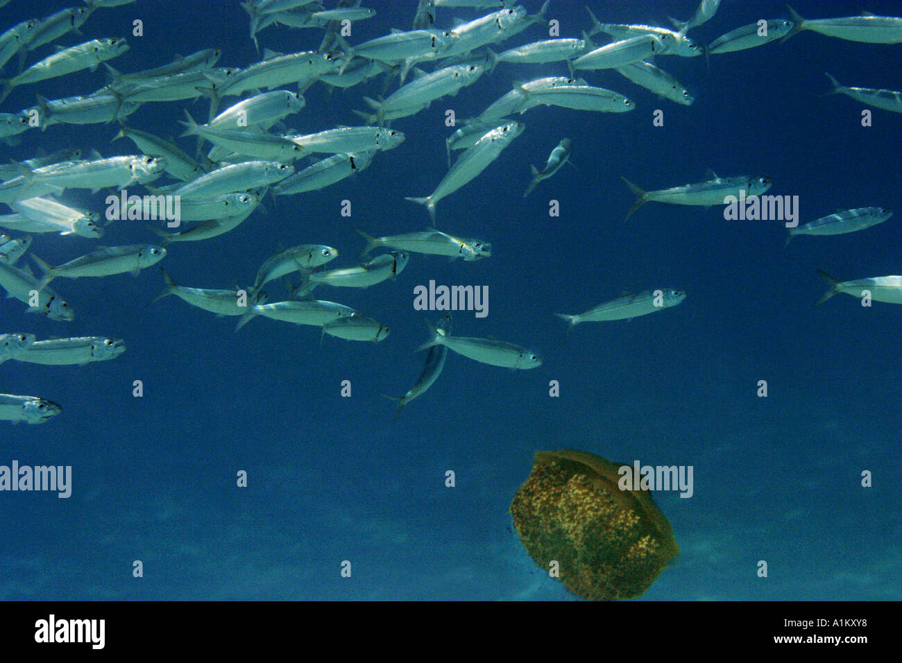 L'alimentation de la sardine dans les eaux peu profondes de la mer Egée, 13 octobre 2005. Banque D'Images