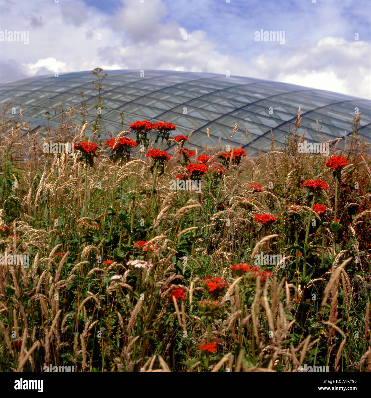 Herbes sauvages, rouge lychnis chalcedica et Great Glass House aux Jardins botaniques nationaux du pays de Galles Carmarthenshire Royaume-Uni Grande-Bretagne KATHY DEWITT Banque D'Images