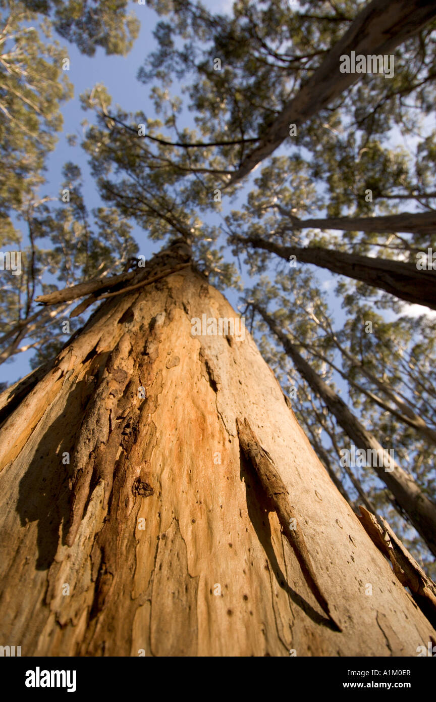Arbre généalogique de Karri Margaret River en Australie de l'ouest Banque D'Images