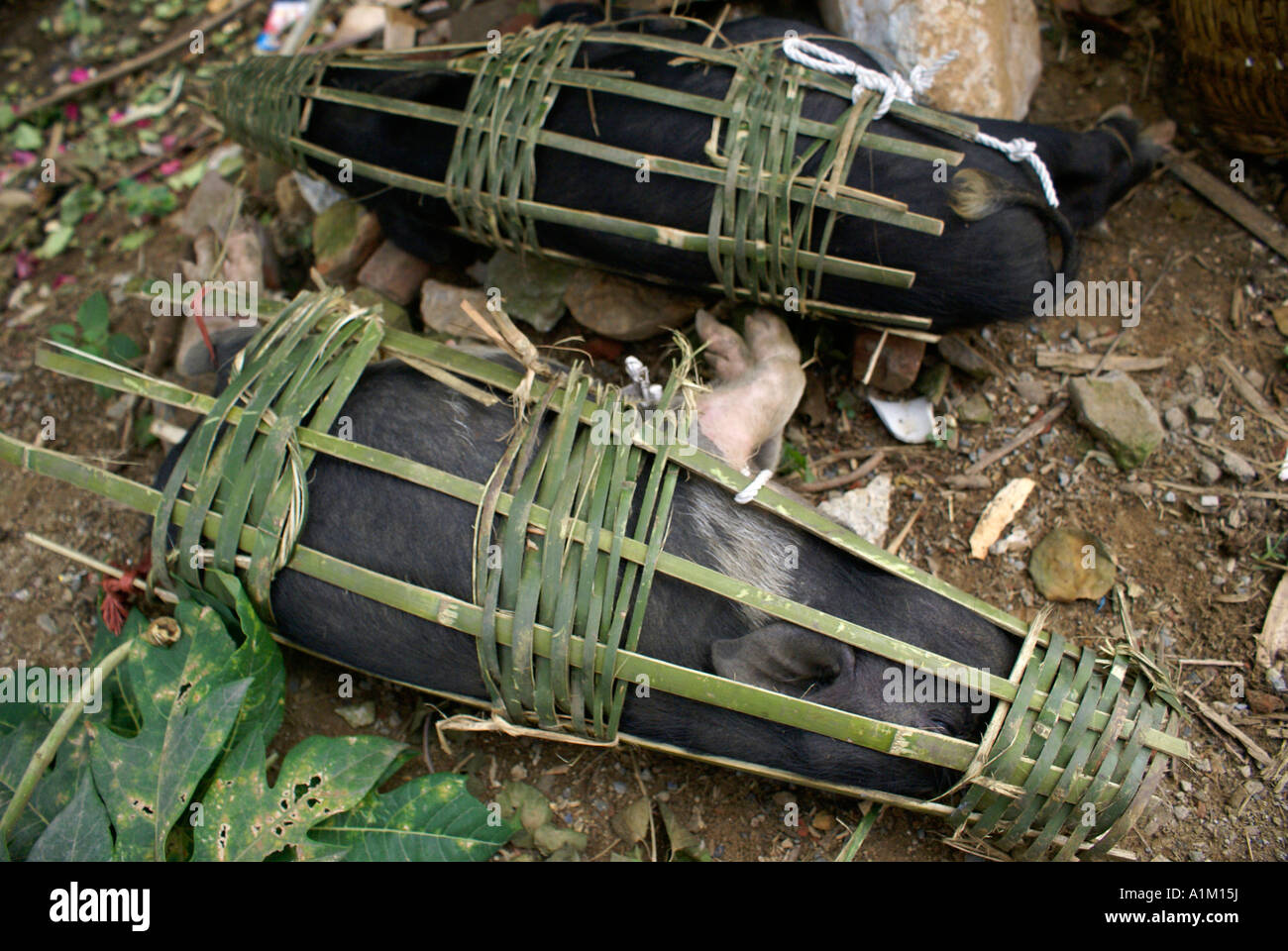 Les porcs vivants scellées dans les faisceaux de bambou, Nord du Vietnam Banque D'Images