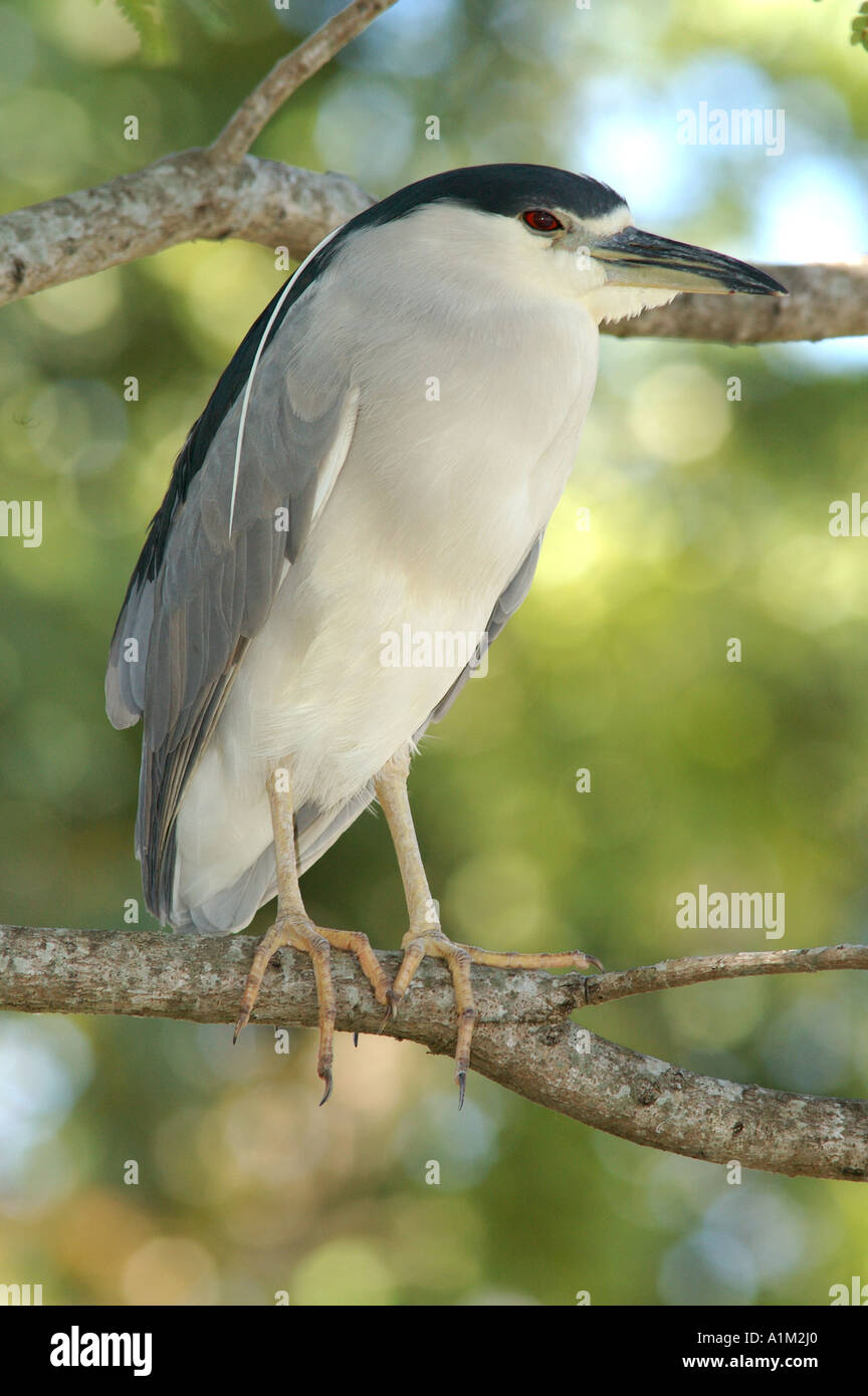 Black Bihoreau gris Nycticorax nycticorax Florida USA Banque D'Images