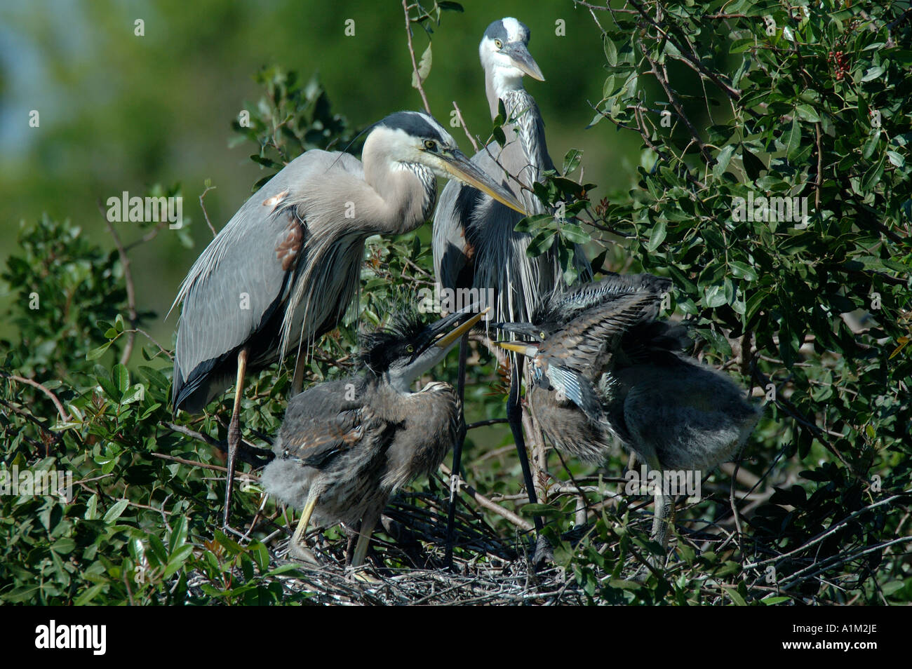Grand héron Ardea herodius avec de jeunes au nid nuptiale Everglades de Floride USA Banque D'Images