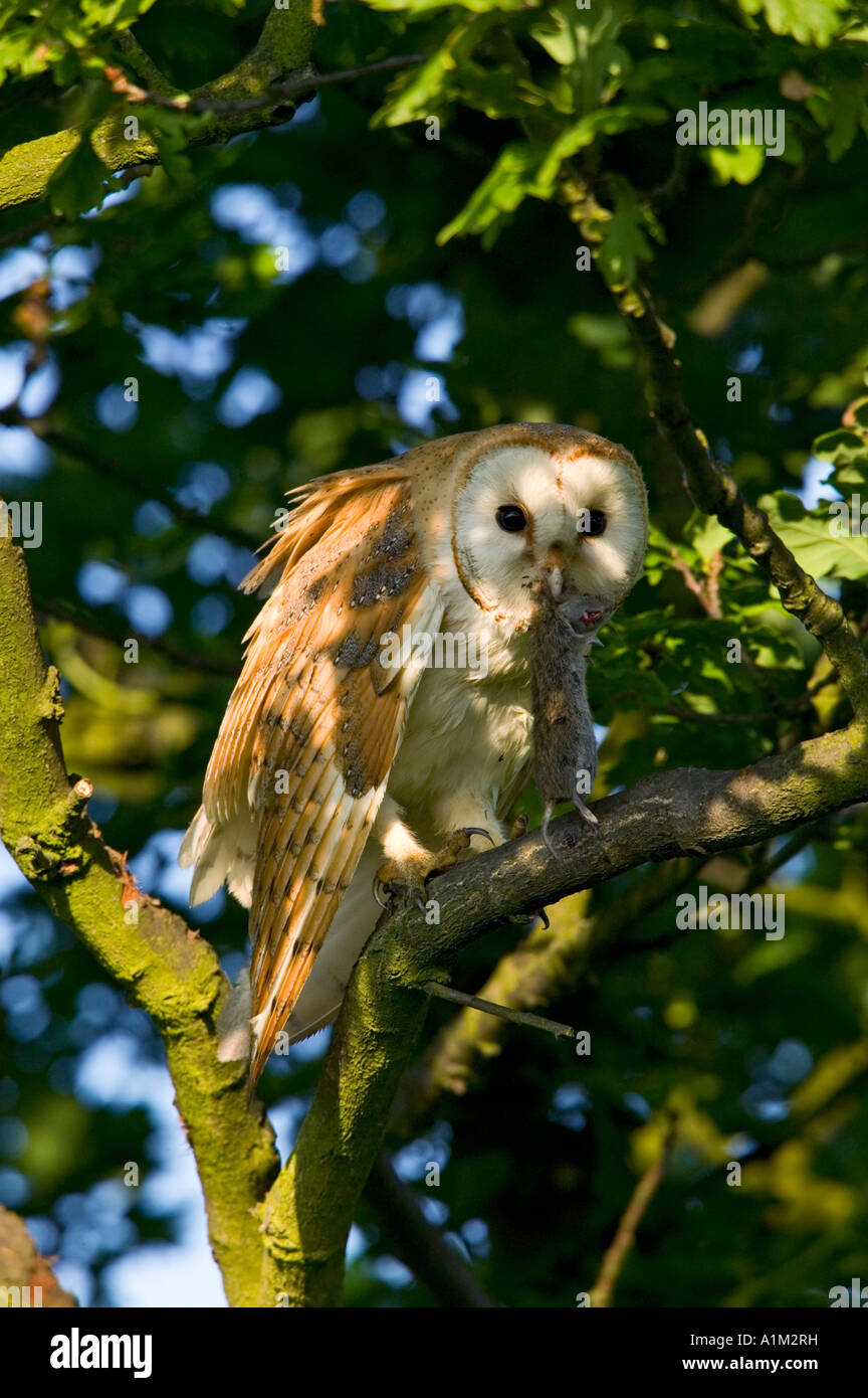 Effraie des clochers Tyto alba perché sur une branche à la recherche de proies avec alerte dans le Bedfordshire potton bec Banque D'Images