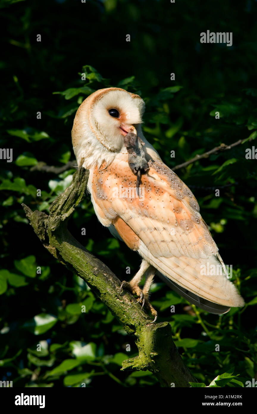 Effraie des clochers Tyto alba perché sur une branche à la recherche de proies avec alerte dans le Bedfordshire potton bec Banque D'Images