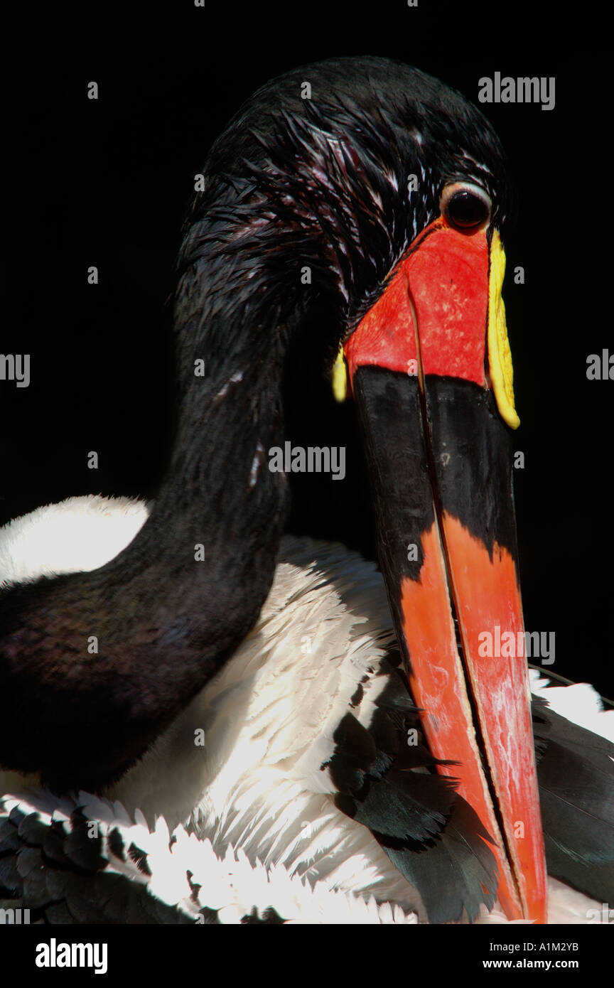 Stork Ephippiorhynchus senegalensis Saddle Bec Sud Banque D'Images