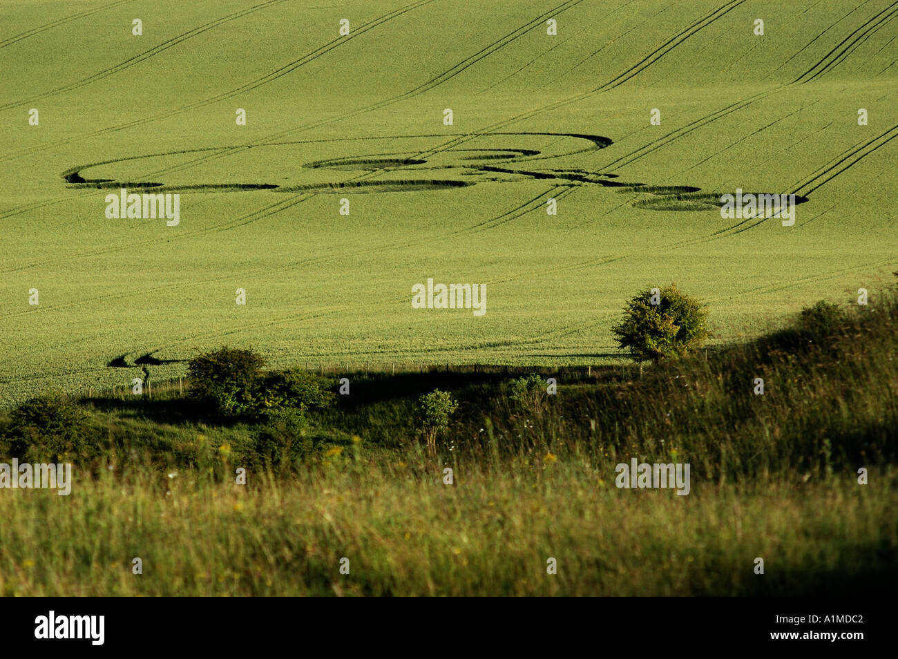Crop Circle à l'East Field nr Alton Barnes Wiltshire a signalé 20 Juin 2004 Banque D'Images