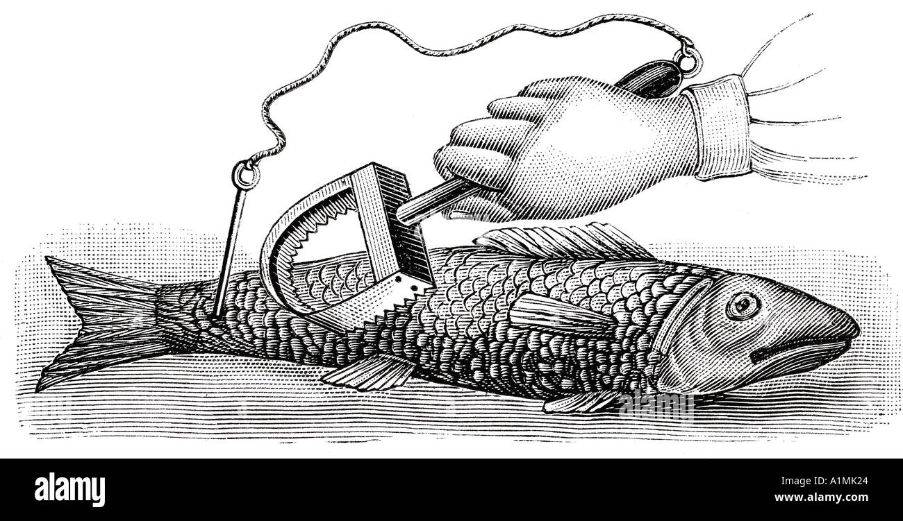 Illustration de poissons à l'échelle Banque D'Images