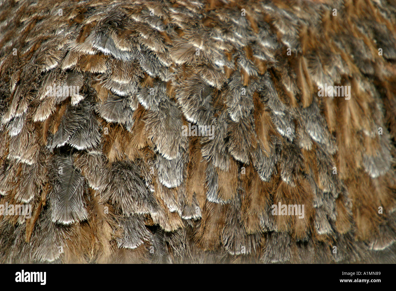 Plumes d'Autruche Banque D'Images