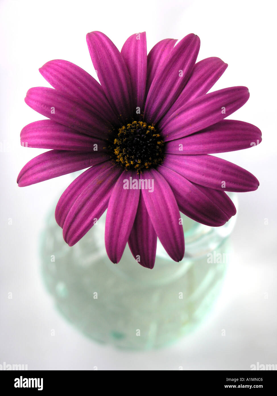 Daisy Osteospermum violet dans un vase de verre Banque D'Images