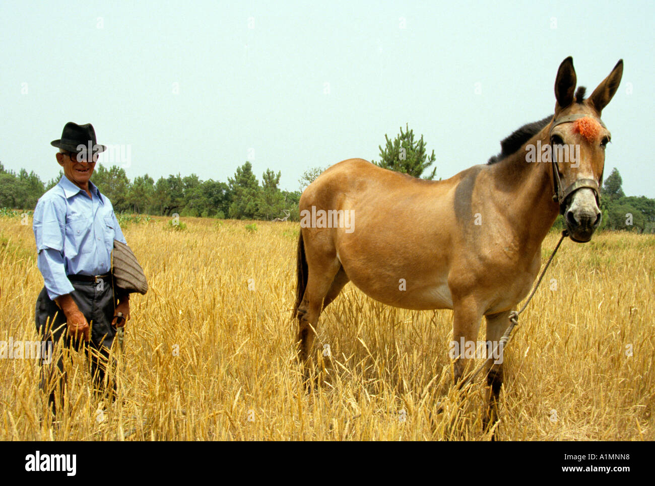 Mull Algarve Algarve Portugal portugais âne panier fermier ferme Banque D'Images