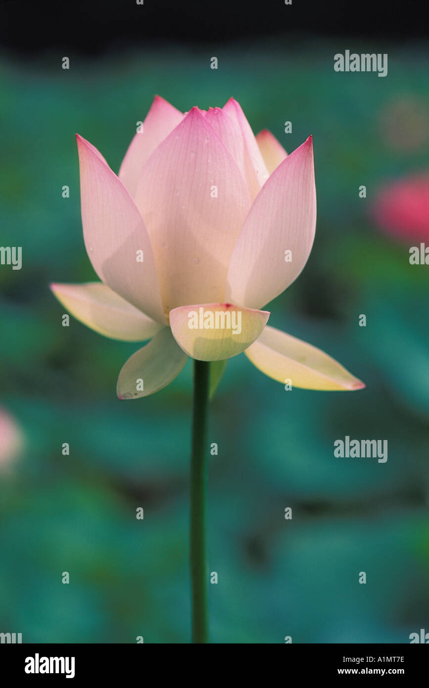 Fleur de Lotus Chine Banque D'Images