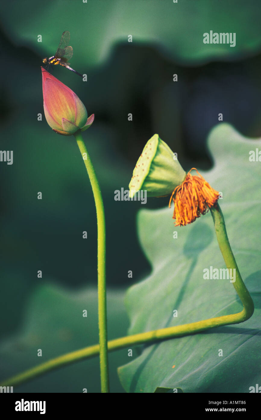 Libellule perchée sur lotus flower bud Chine Banque D'Images