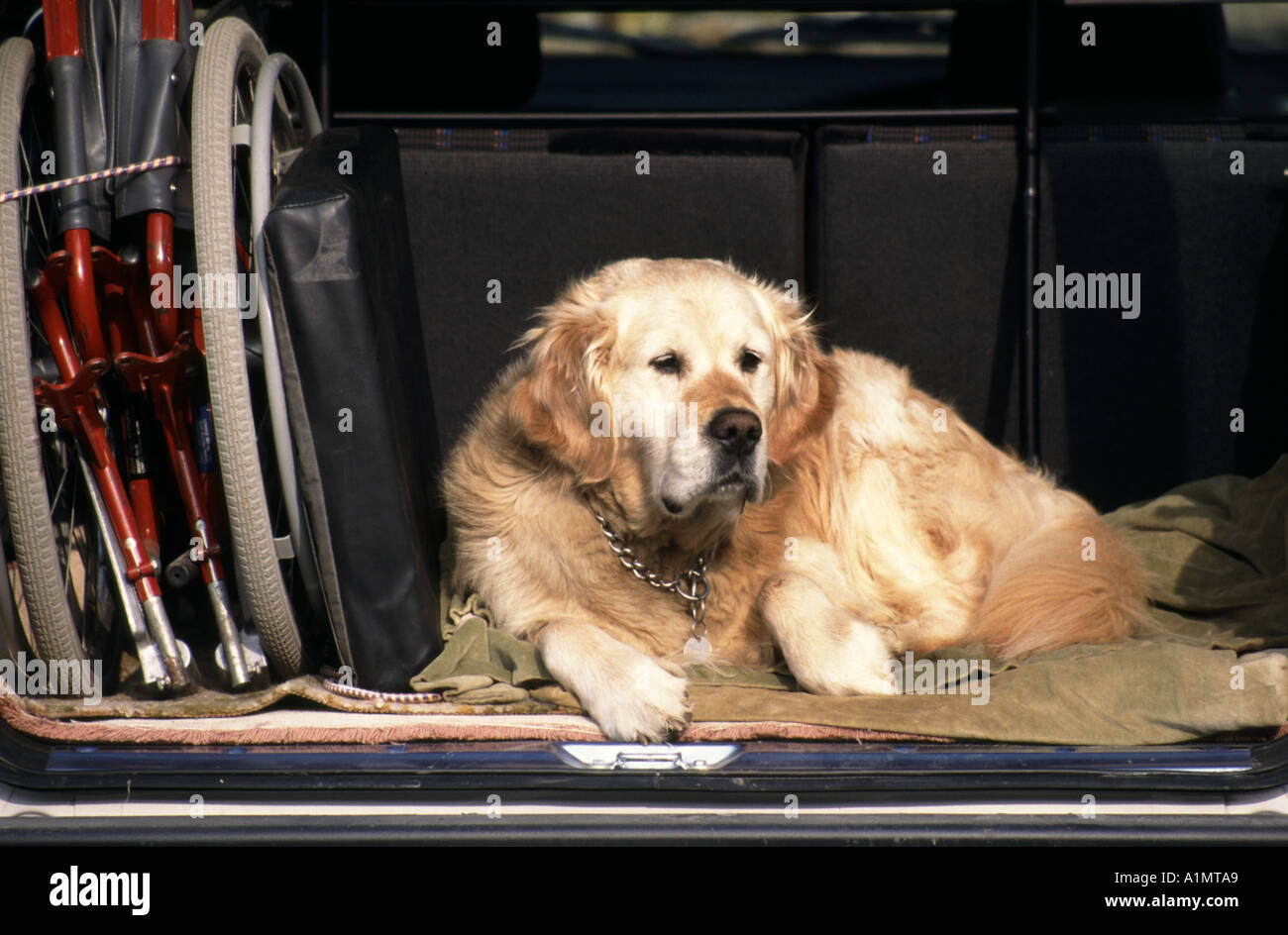 Golden Retriever dog de hatchback voiture à côté de l'invalidité avec fauteuil roulant pliable propriétaires porte arrière ouverte Banque D'Images