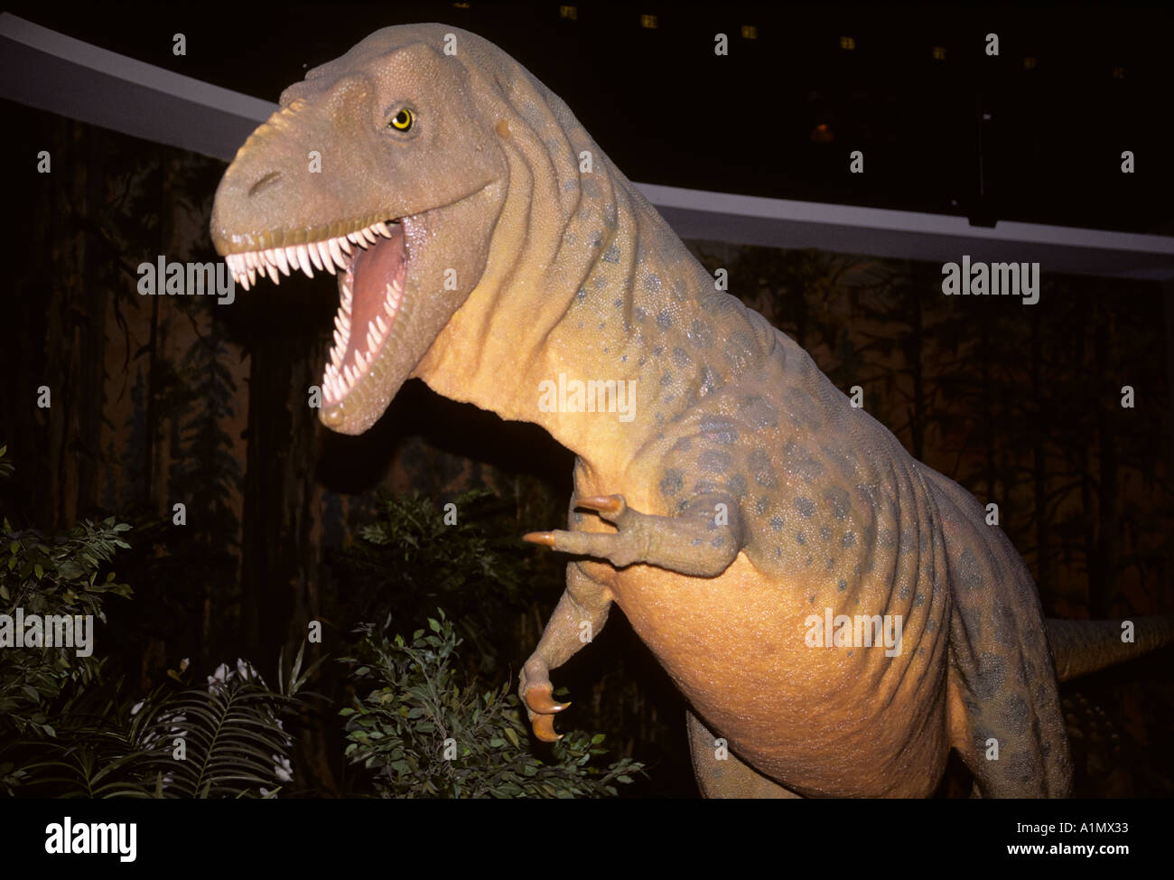 La reconstruction de dinosaures du crétacé d'Albertosaurus Banque D'Images