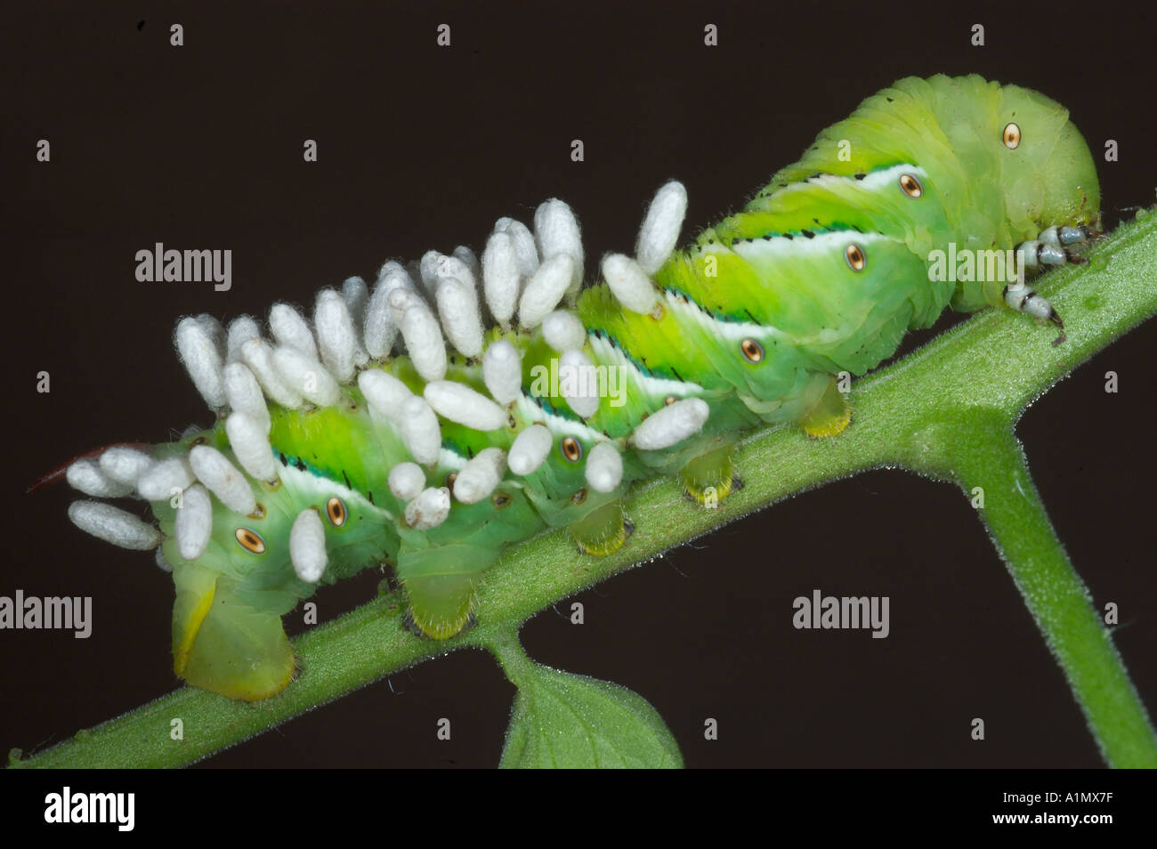 Sphinx moth caterpillar couverts avec des cocons de guêpes braconides Banque D'Images