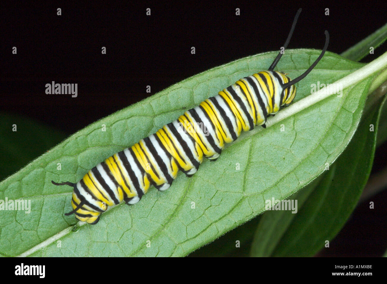 Sur des feuilles d'asclépiade caterpillar Monarch Banque D'Images