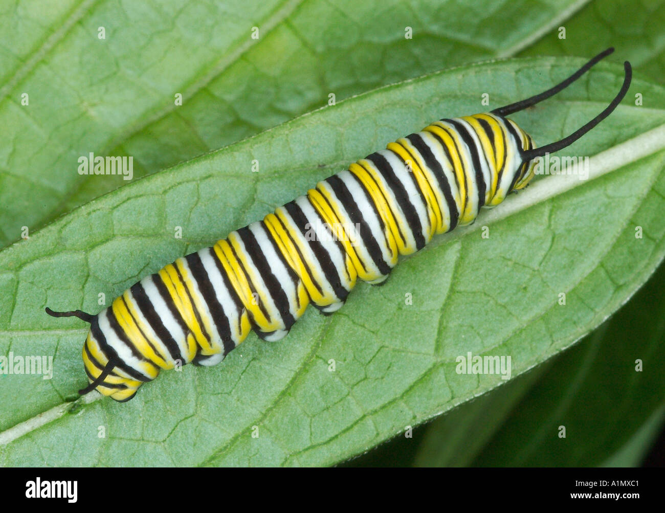 Sur des feuilles d'asclépiade caterpillar Monarch Banque D'Images